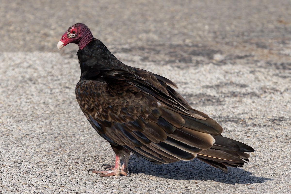 Turkey Vulture - ML622823163