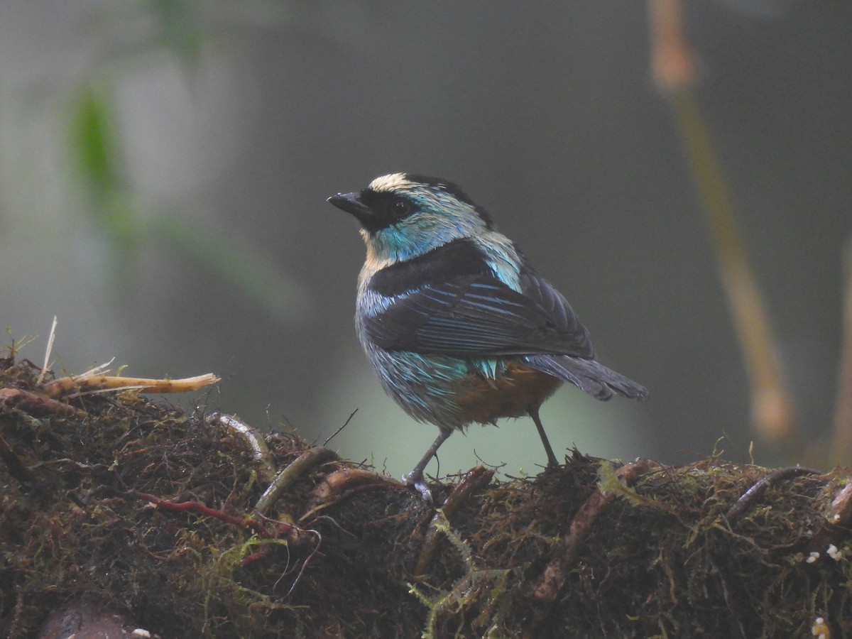 Metallic-green Tanager - ML622823173