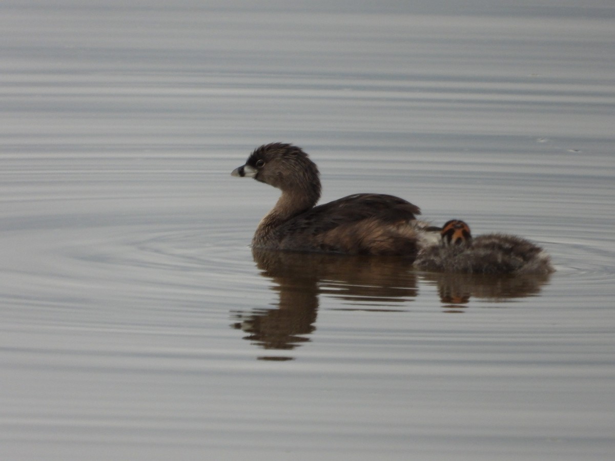 Pied-billed Grebe - Chantal Côté