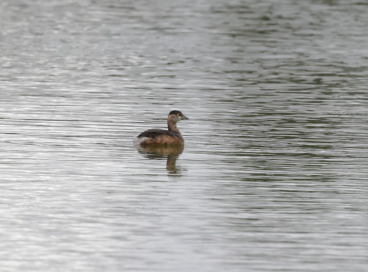 Australasian Grebe - ML622823184