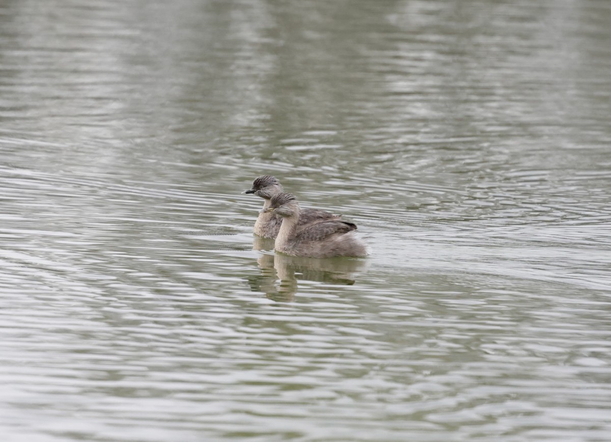 Hoary-headed Grebe - ML622823187