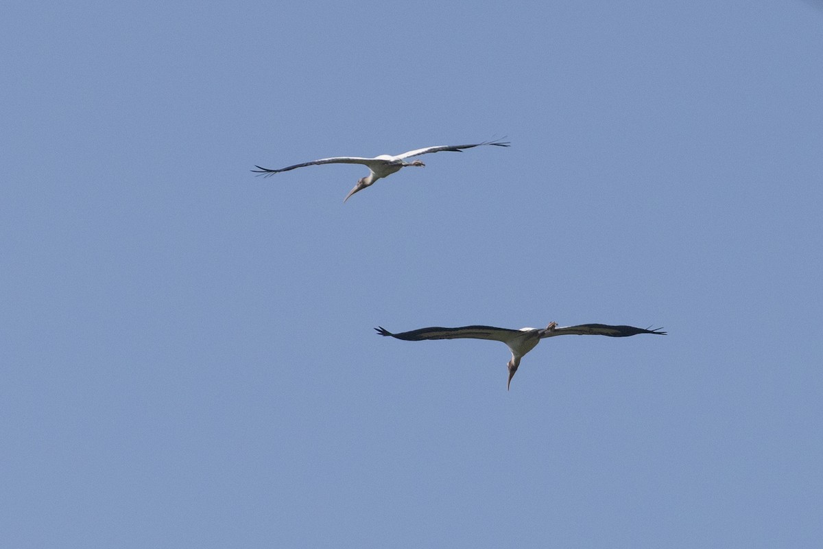 Wood Stork - ML622823188