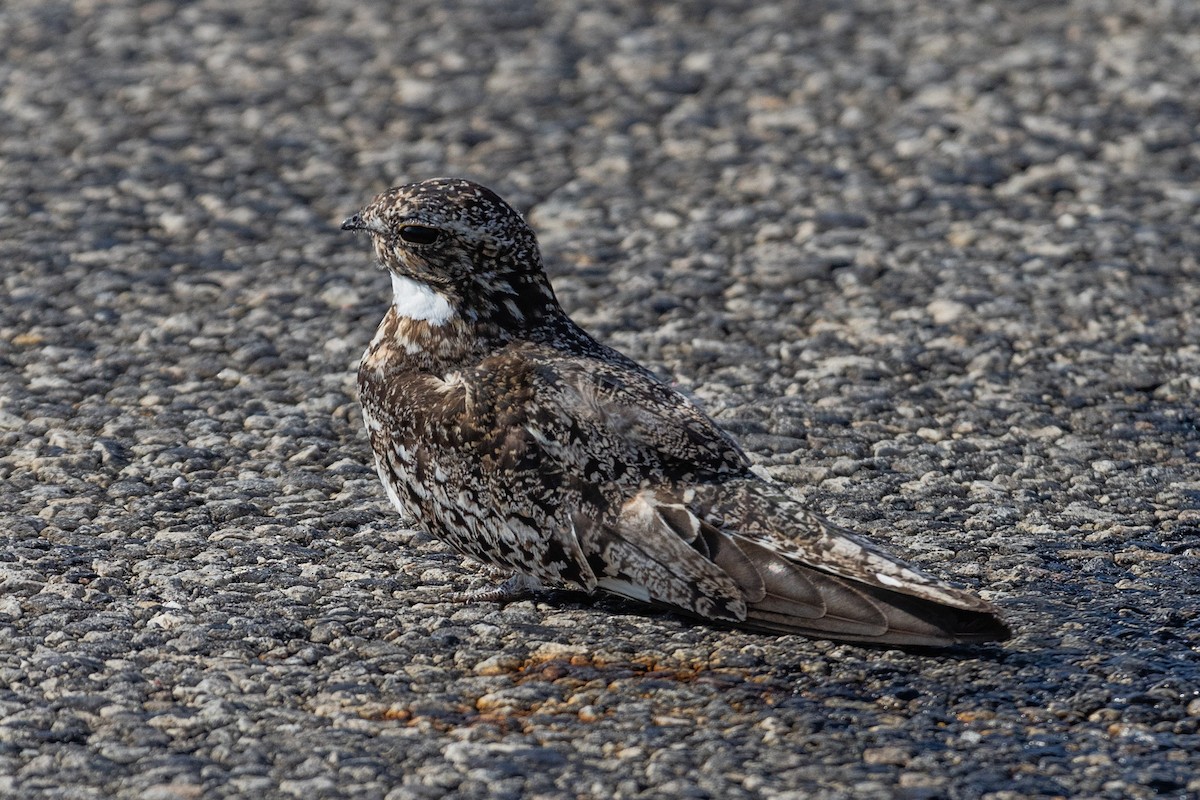 Common Nighthawk - ML622823196