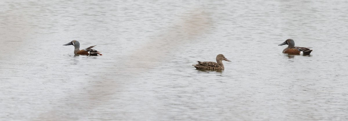 Australasian Shoveler - ML622823218