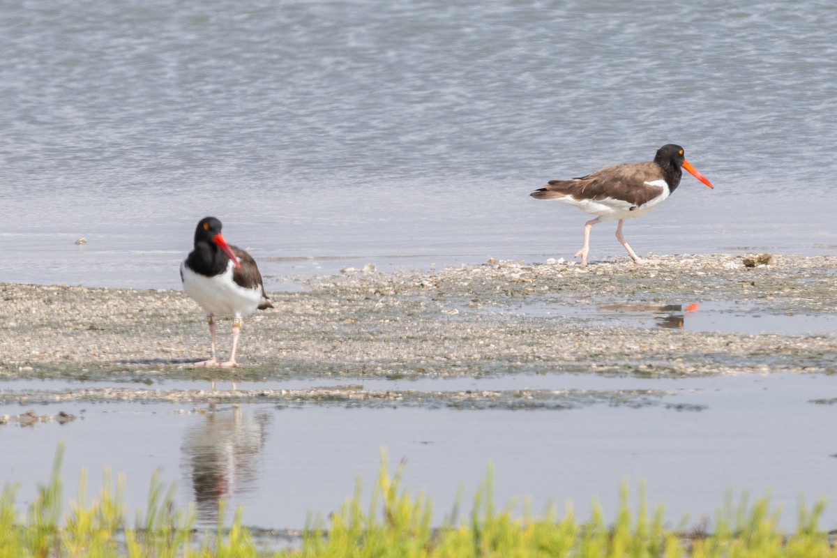 American Oystercatcher - ML622823220