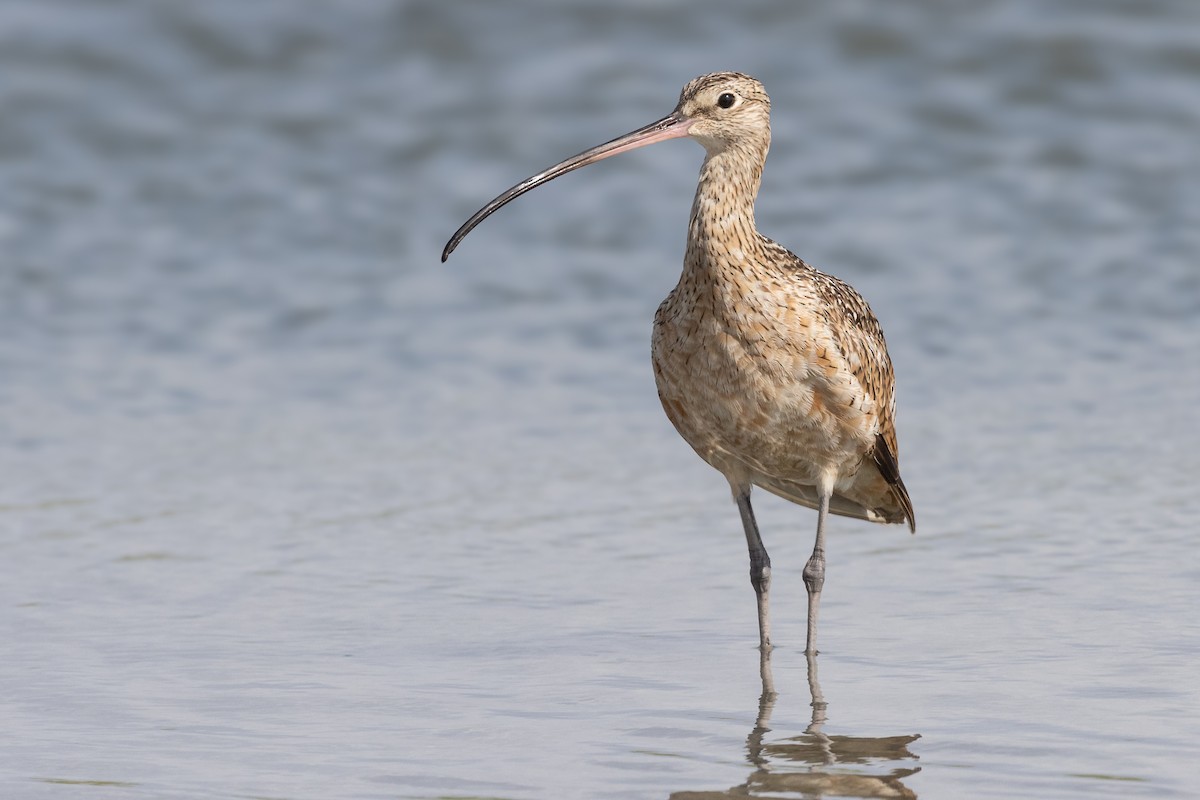 Long-billed Curlew - ML622823222