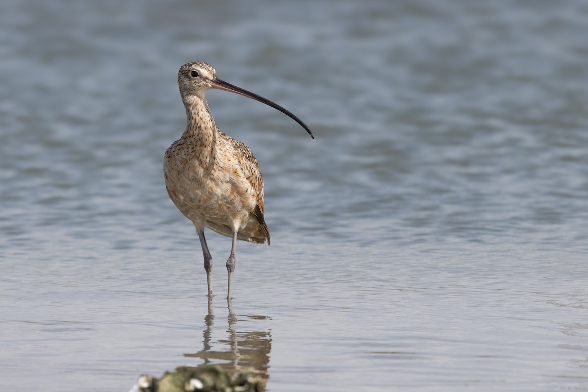 Long-billed Curlew - ML622823223