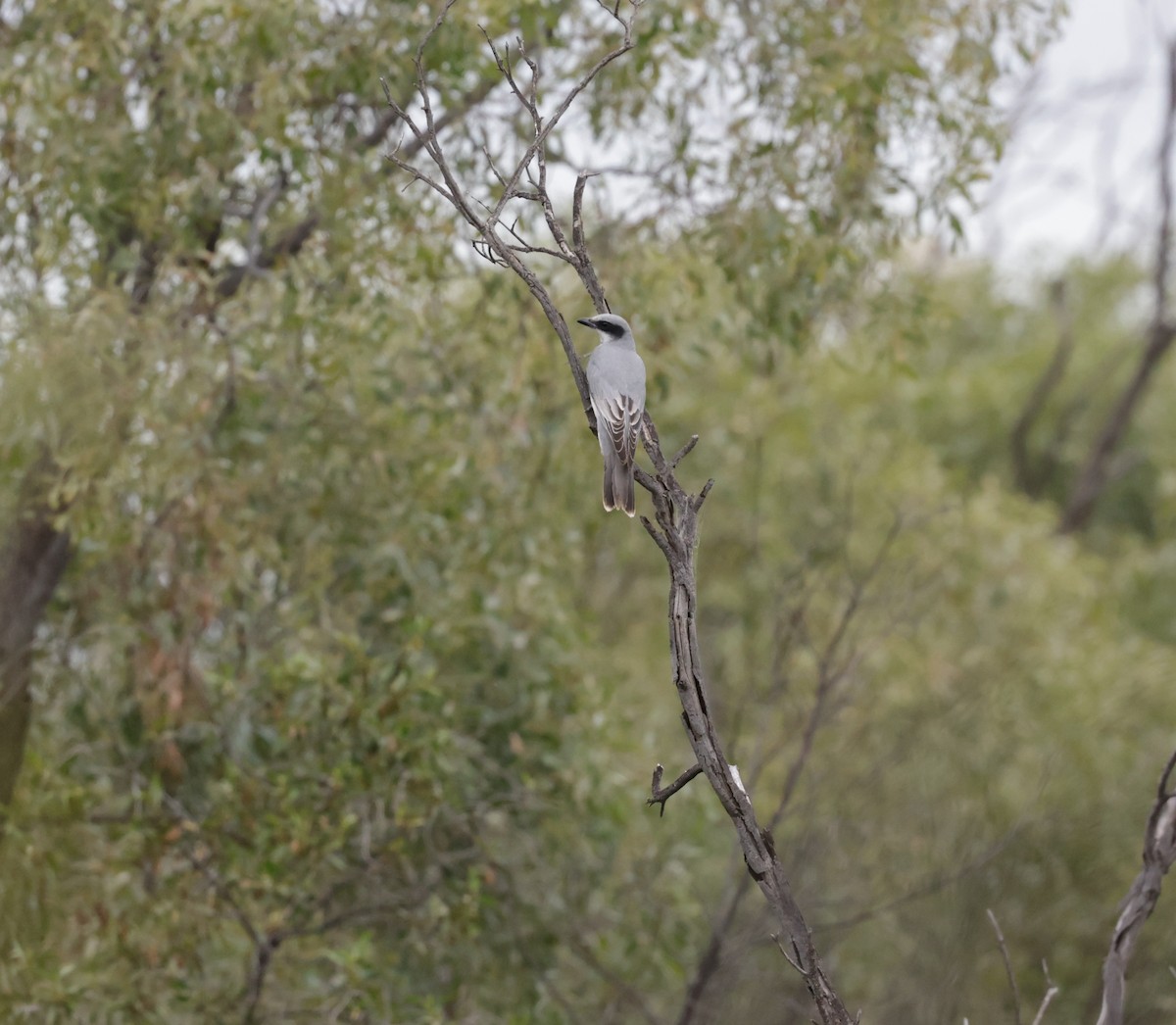 Black-faced Cuckooshrike - ML622823226