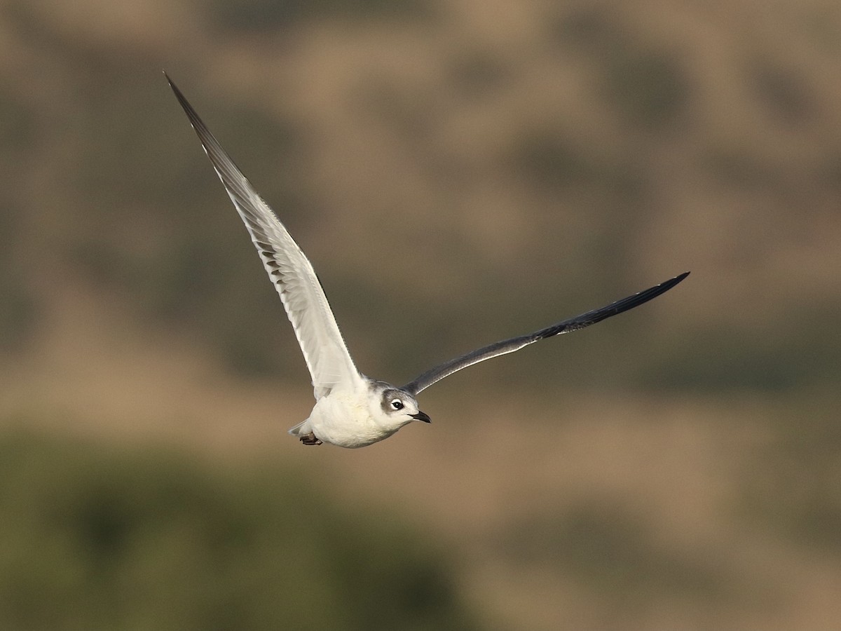 Mouette de Franklin - ML622823243