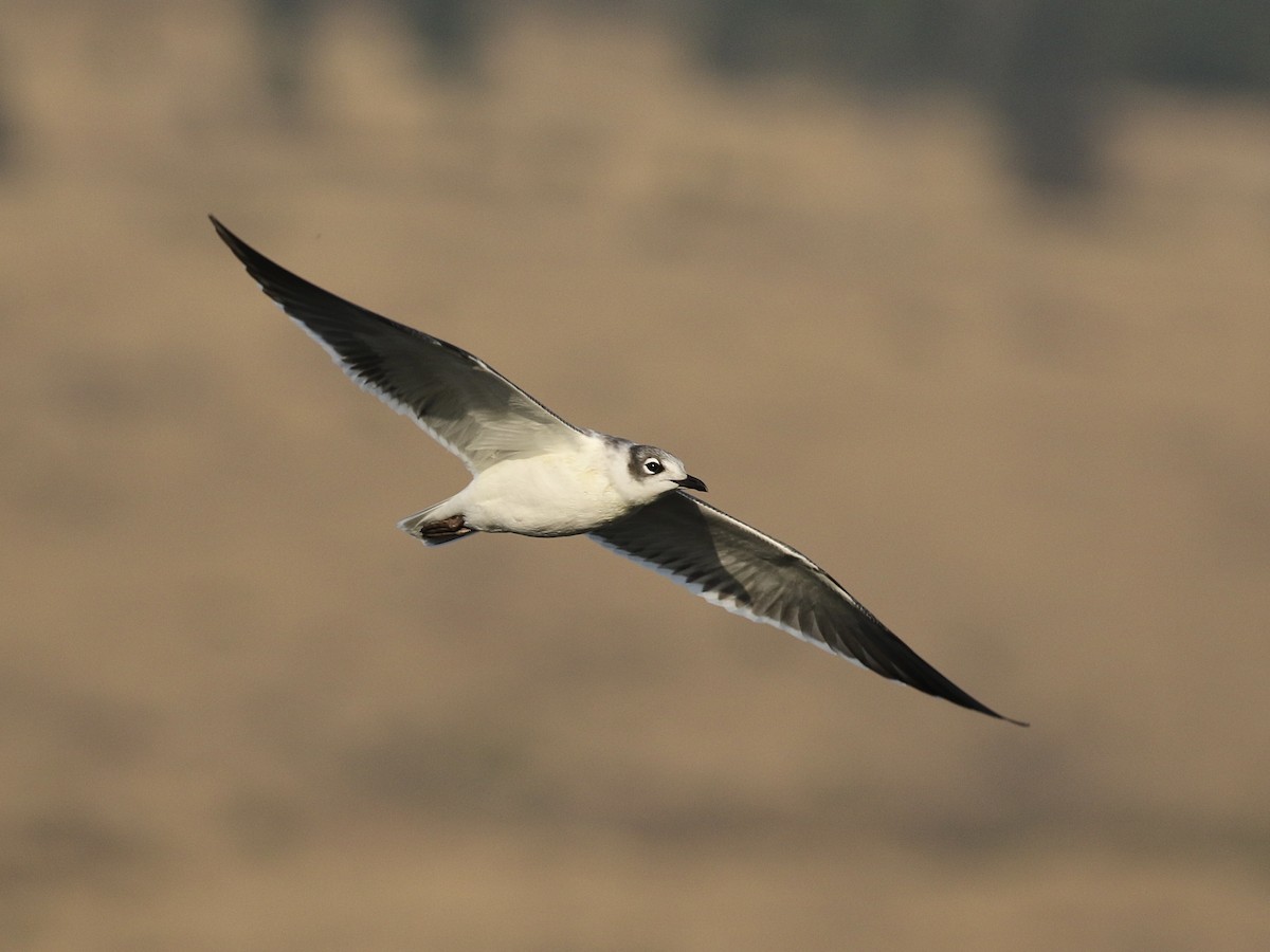 Mouette de Franklin - ML622823244