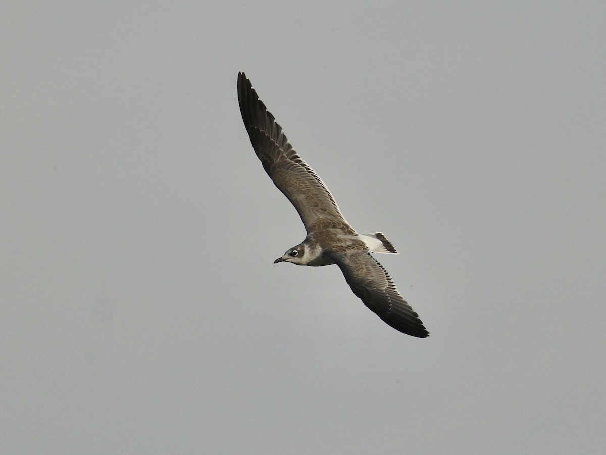 Mouette de Franklin - ML622823245