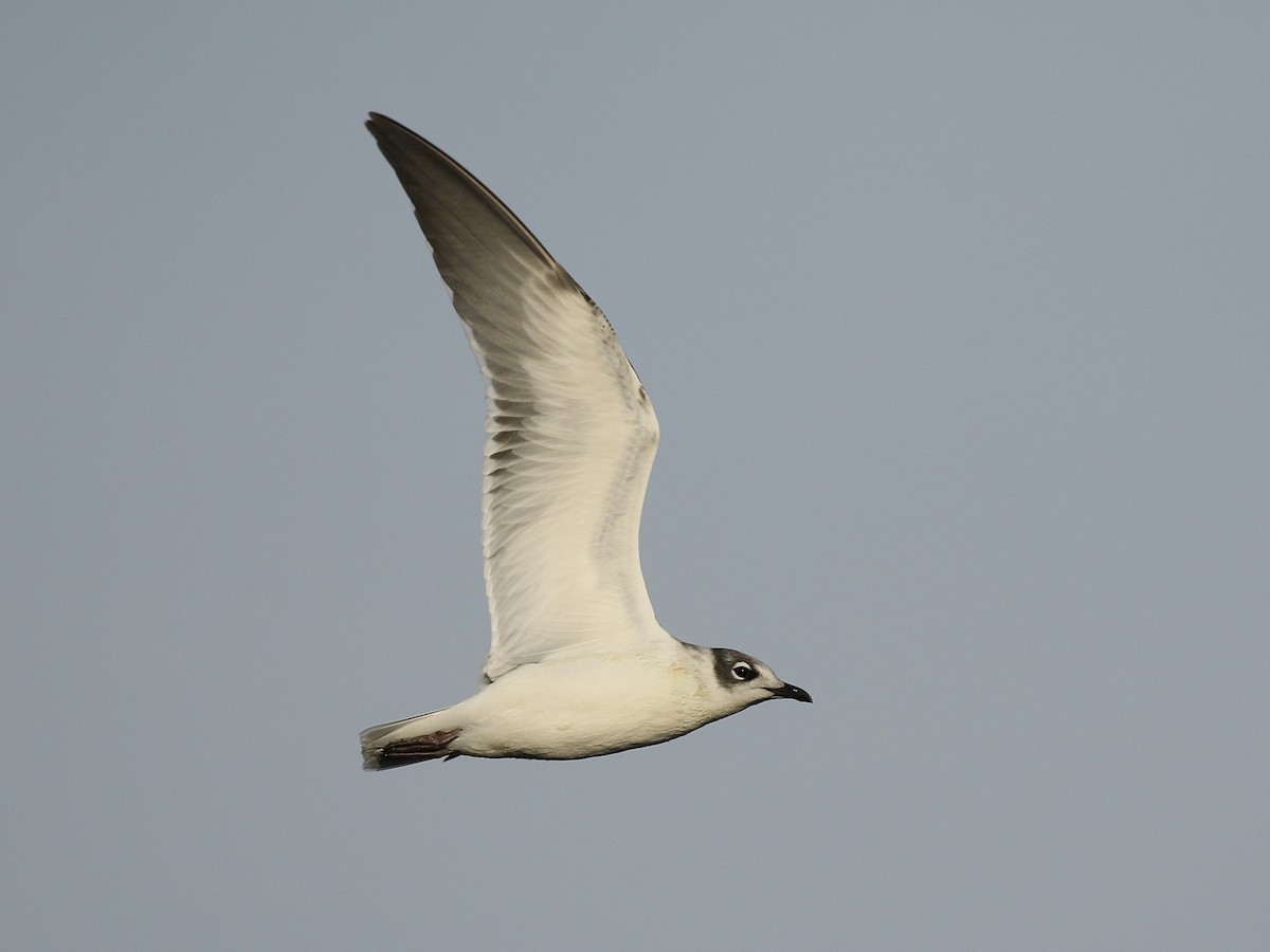 Mouette de Franklin - ML622823246