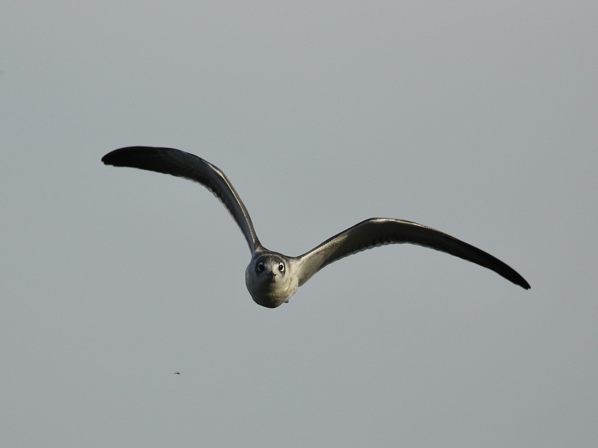 Mouette de Franklin - ML622823247