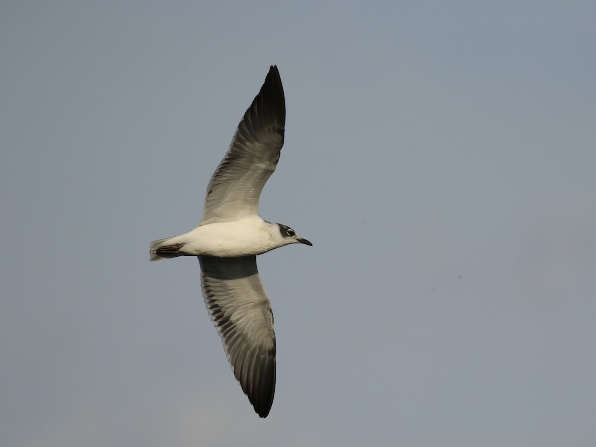 Mouette de Franklin - ML622823249