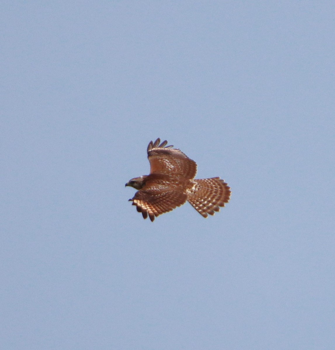 Red-shouldered Hawk - ML622823312