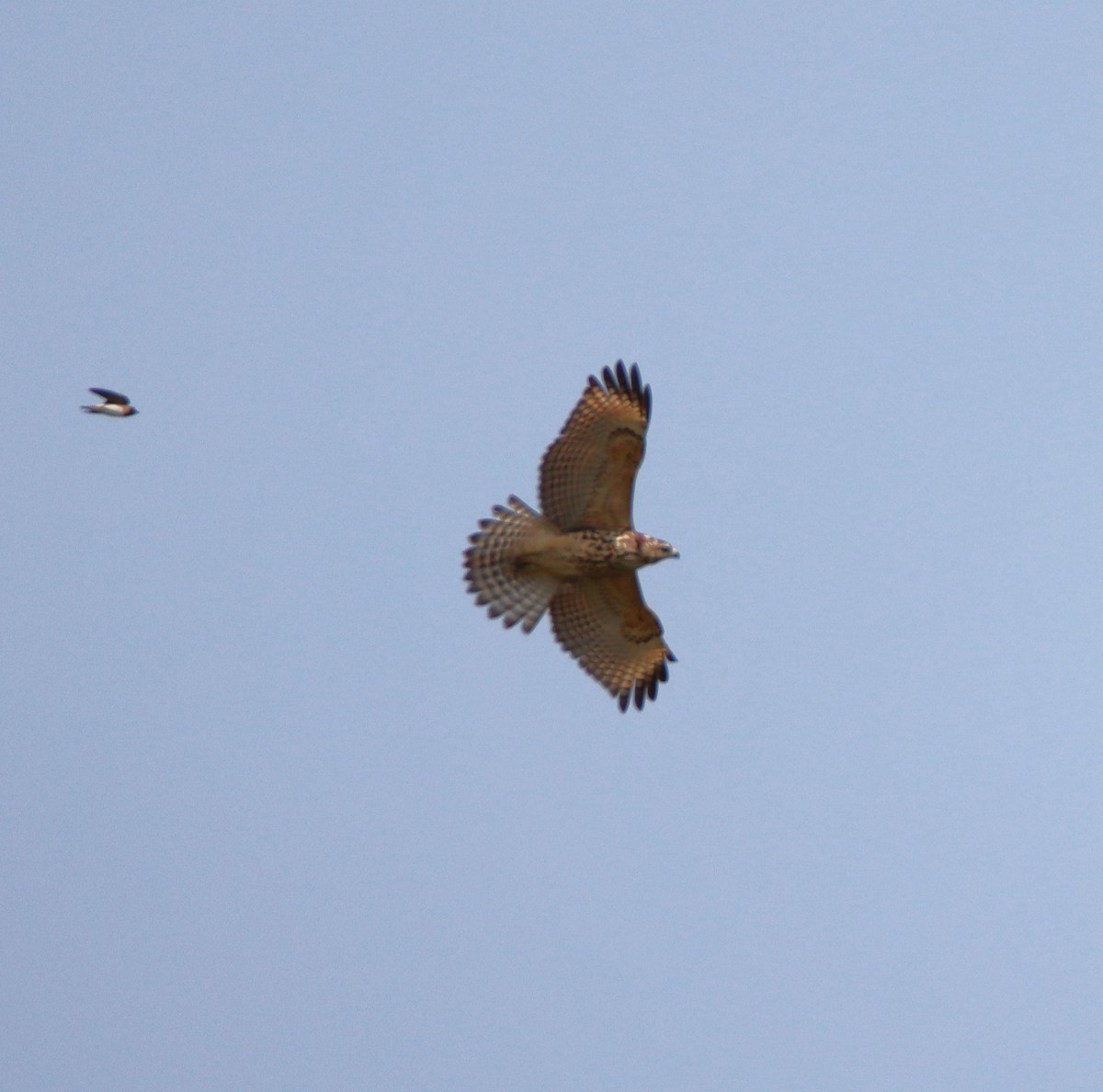 Red-shouldered Hawk - ML622823323