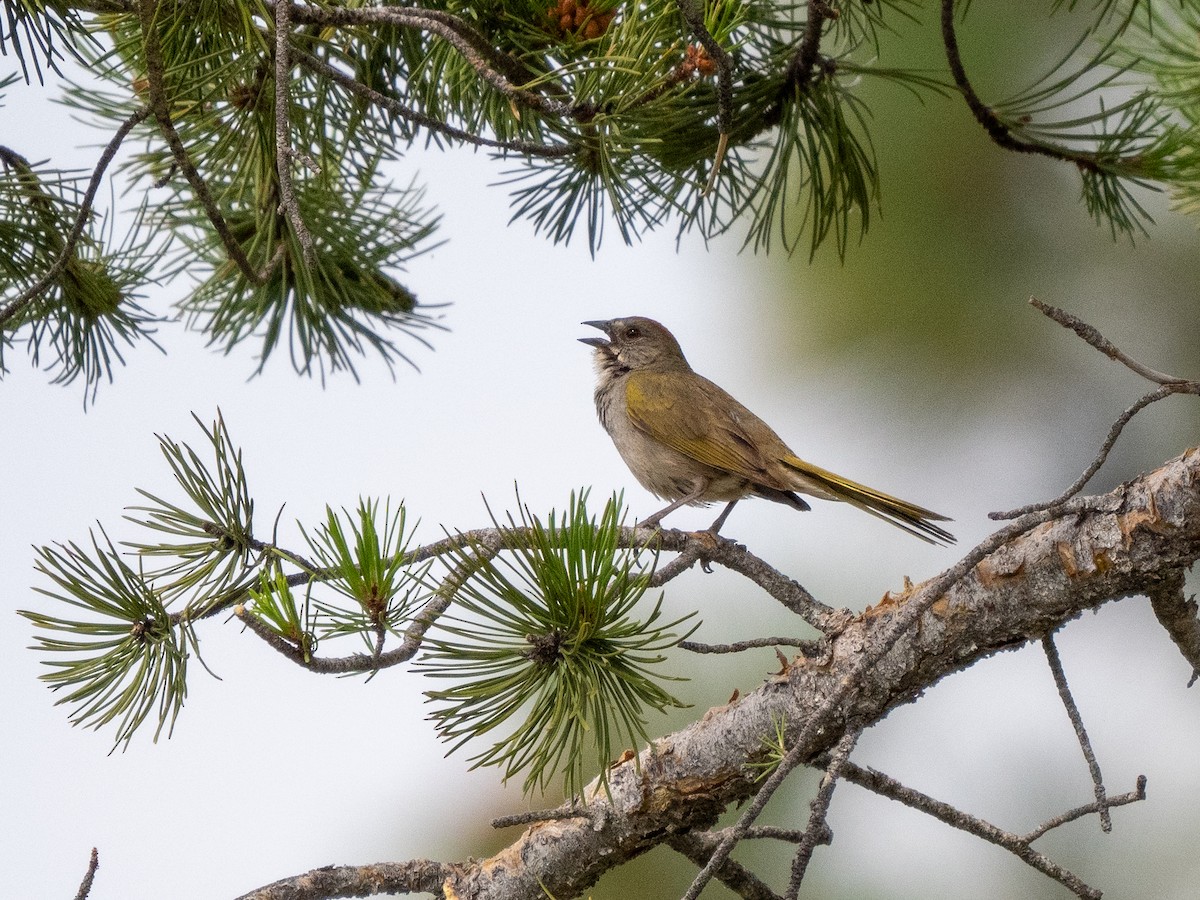 Green-tailed Towhee - ML622823370