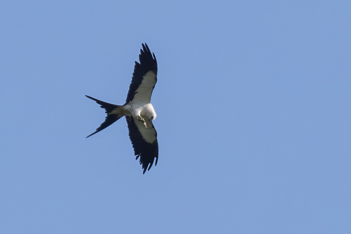 Swallow-tailed Kite - ML622823398