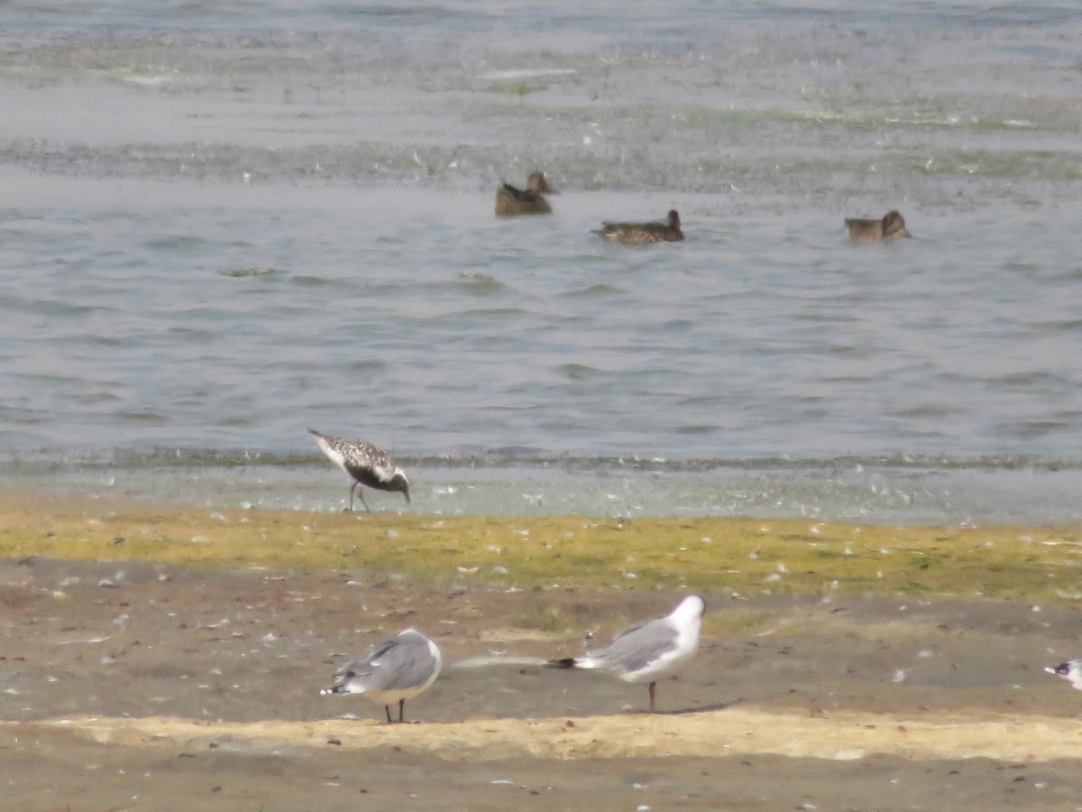 Black-bellied Plover - ML622823440