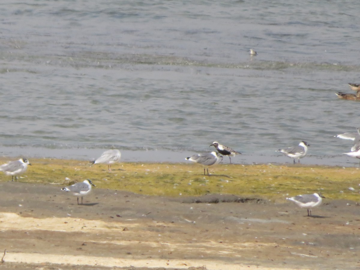 Black-bellied Plover - ML622823442