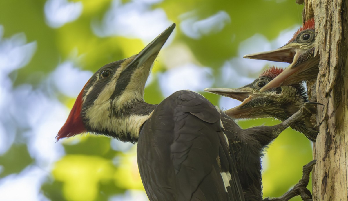 Pileated Woodpecker - ML622823451
