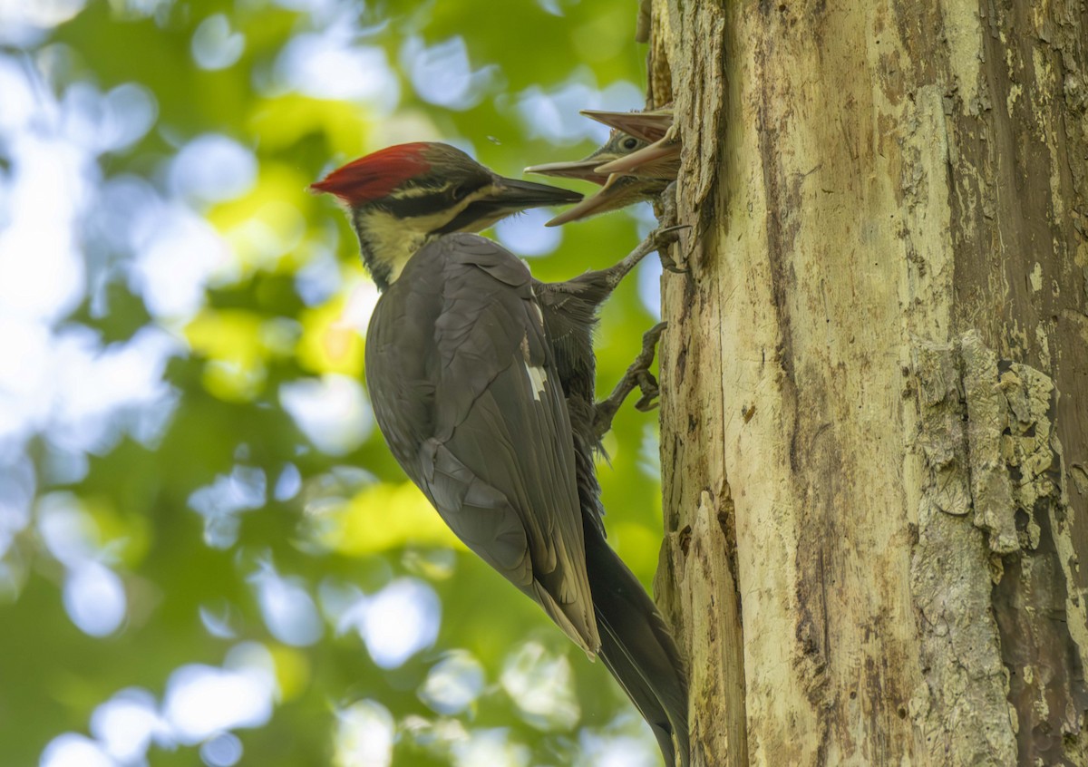 Pileated Woodpecker - ML622823454