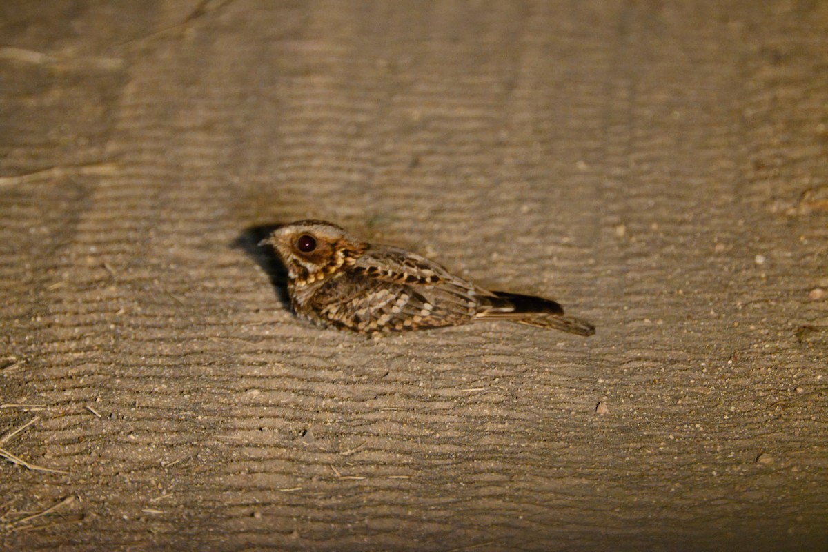 Fiery-necked Nightjar - Brett Greenleaf