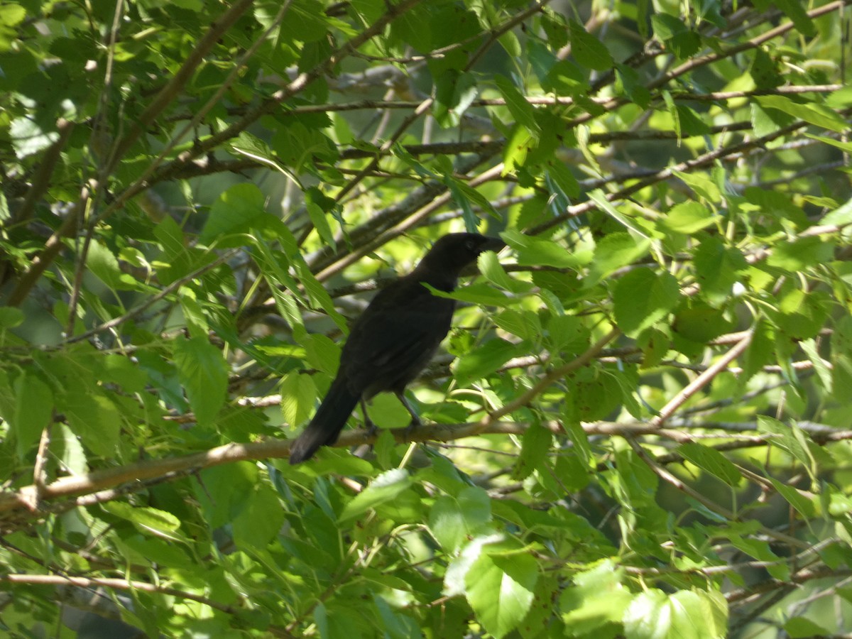 Common Grackle - Brendan Gruber