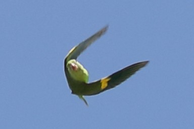 Yellow-chevroned Parakeet - James Davison