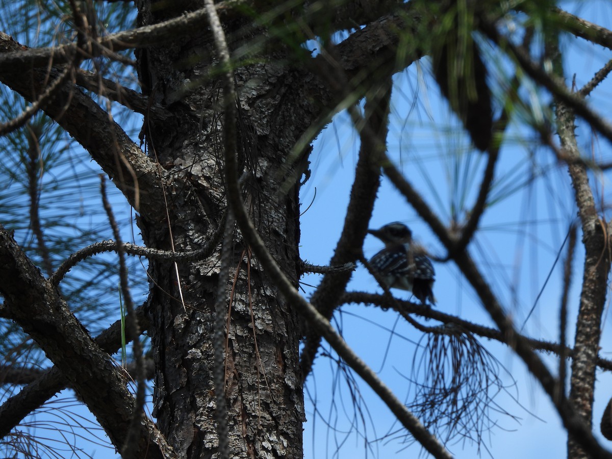Hairy Woodpecker - ML622823577