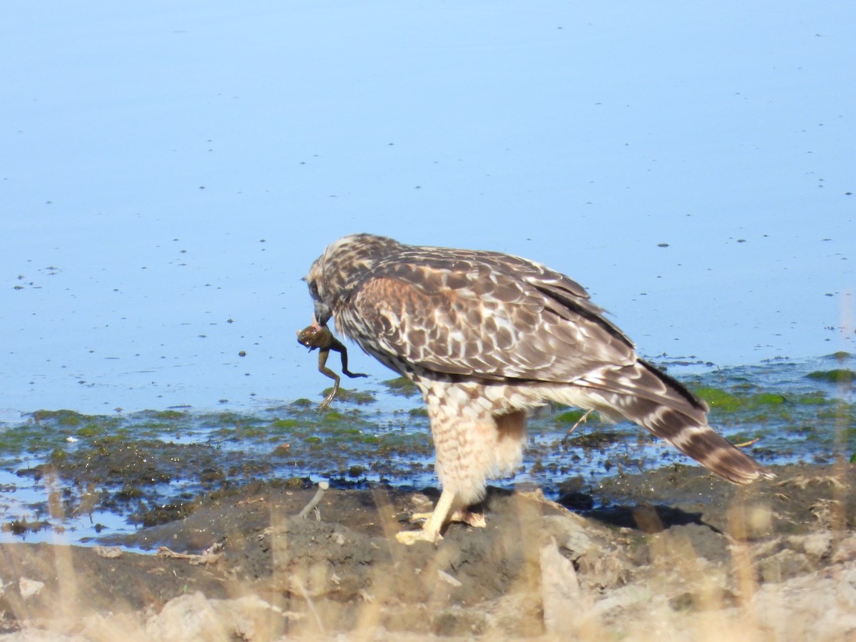 Red-shouldered Hawk - Mark Donahue