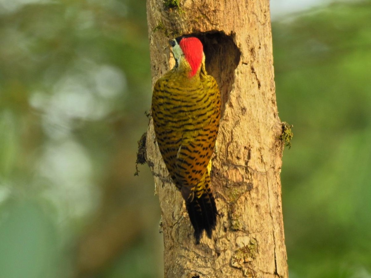 Spot-breasted Woodpecker - Olga I Velásquez V