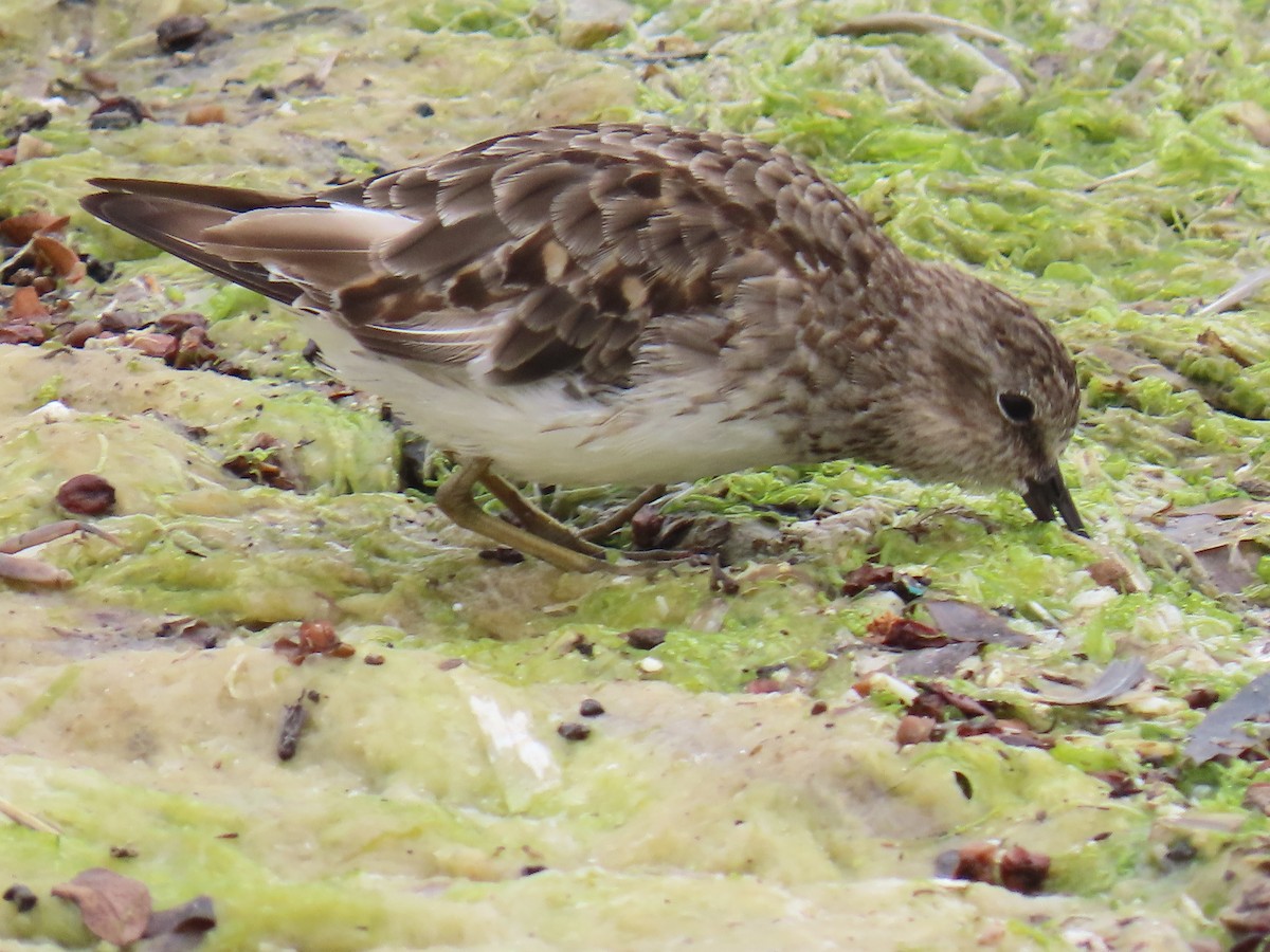 Least Sandpiper - ML622823612