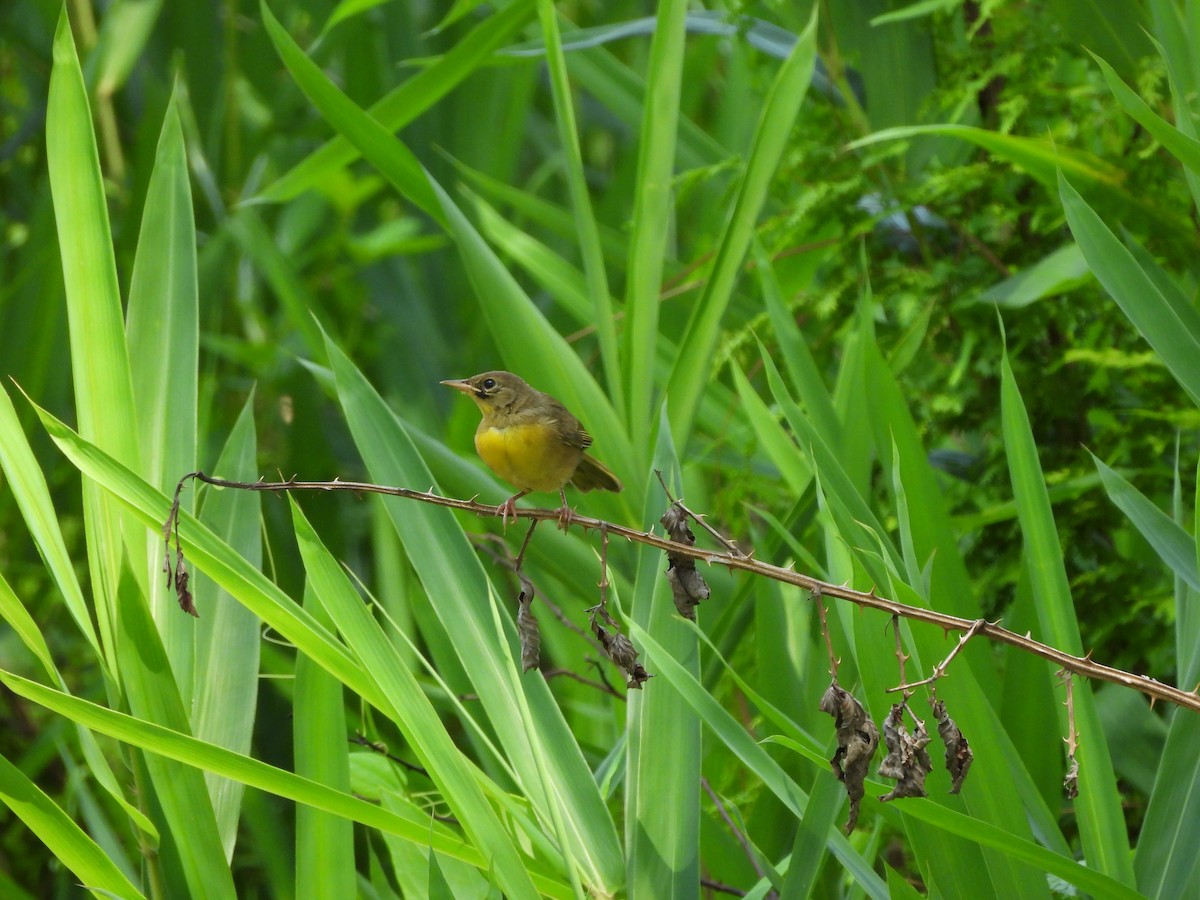 Common Yellowthroat - ML622823626