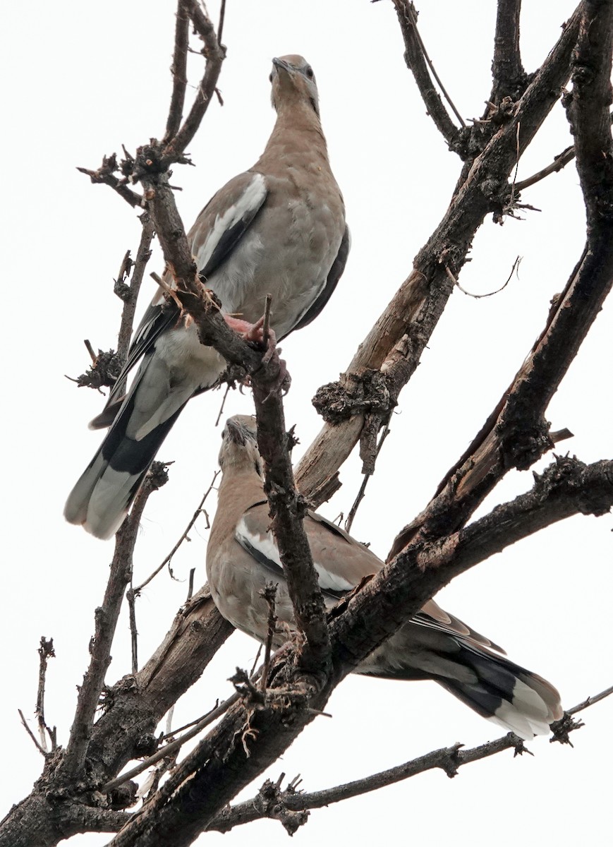 White-winged Dove - ML622823720