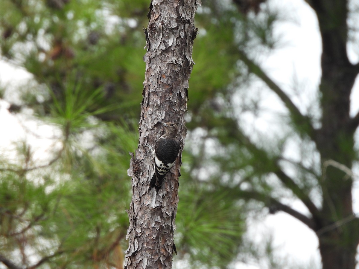 Red-headed Woodpecker - ML622823725