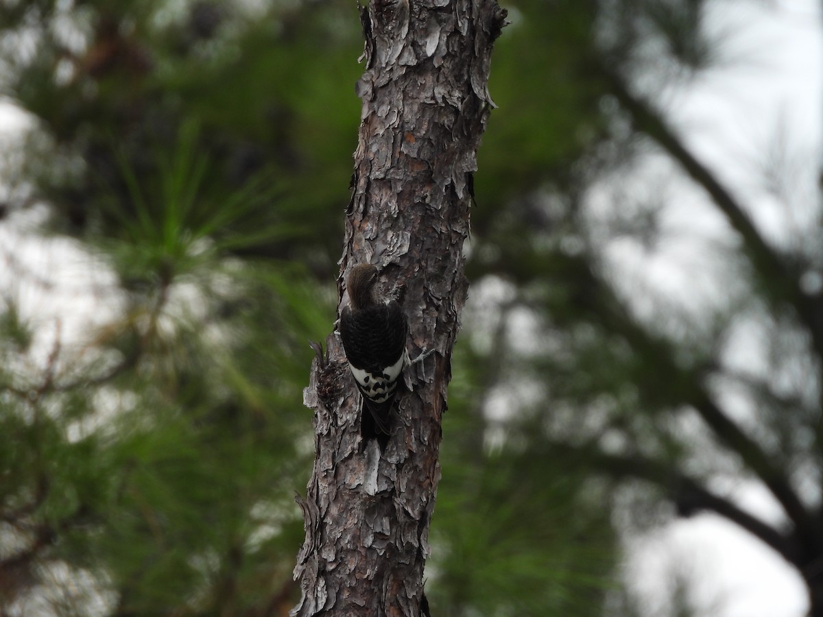 Red-headed Woodpecker - ML622823726