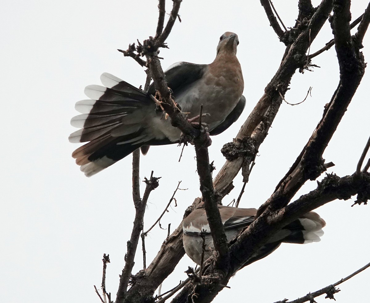 White-winged Dove - ML622823729