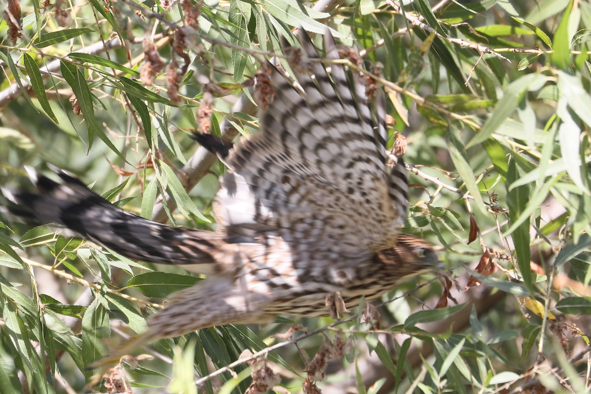 Cooper's Hawk - James Davison