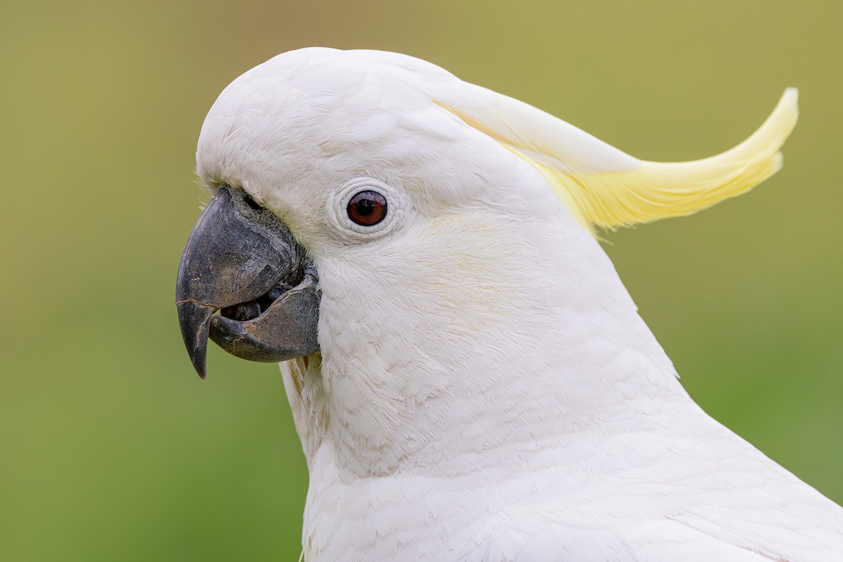 Sulphur-crested Cockatoo - ML622823774