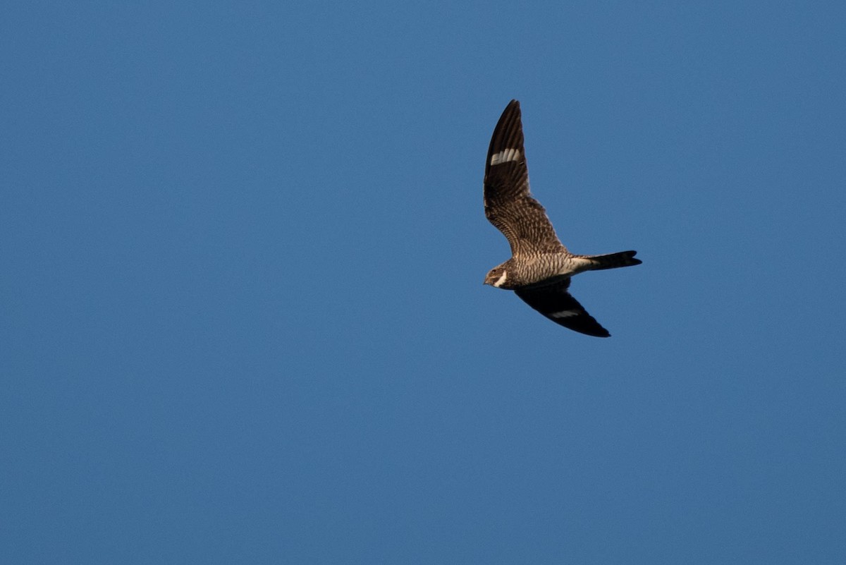Common Nighthawk - Andrea Heine