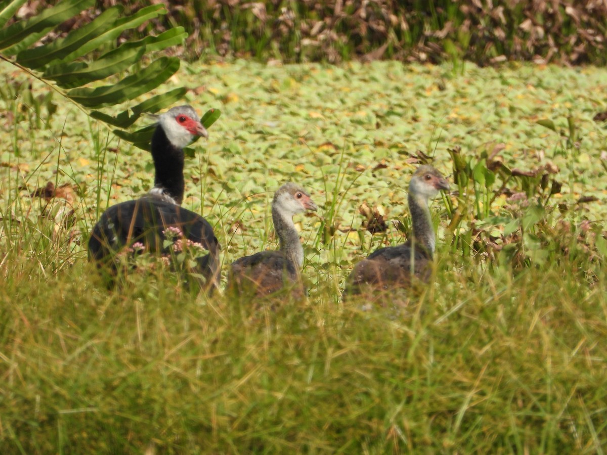 Northern Screamer - ML622823786