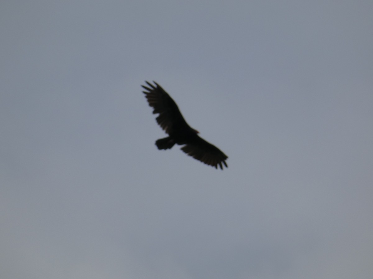 Turkey Vulture - ML622823841