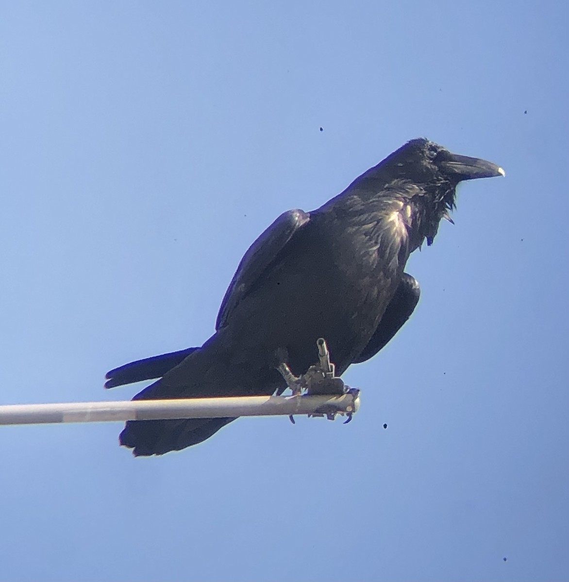 Common Raven - ML622823914