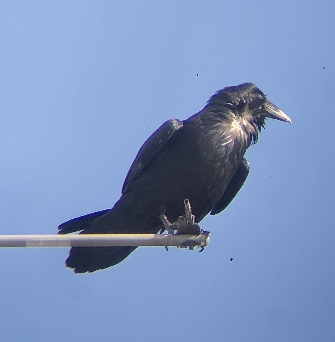 Common Raven - ML622823915