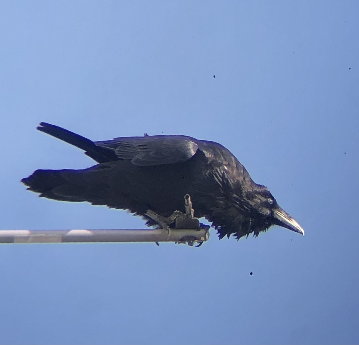 Common Raven - ML622823919