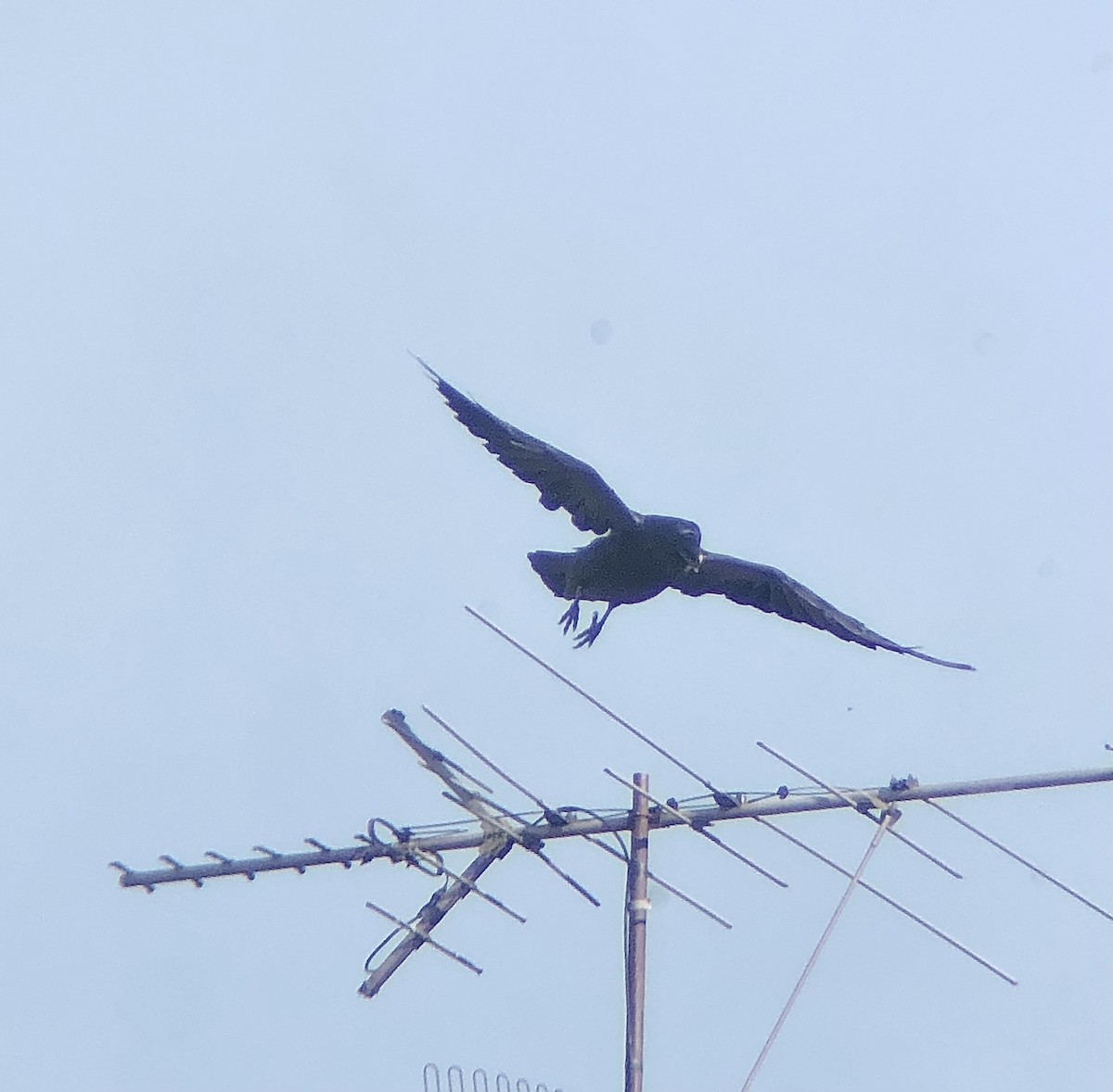 Common Raven - ML622823931