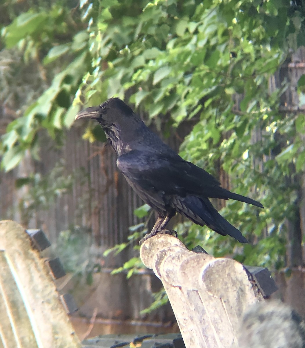 Common Raven - ML622823937