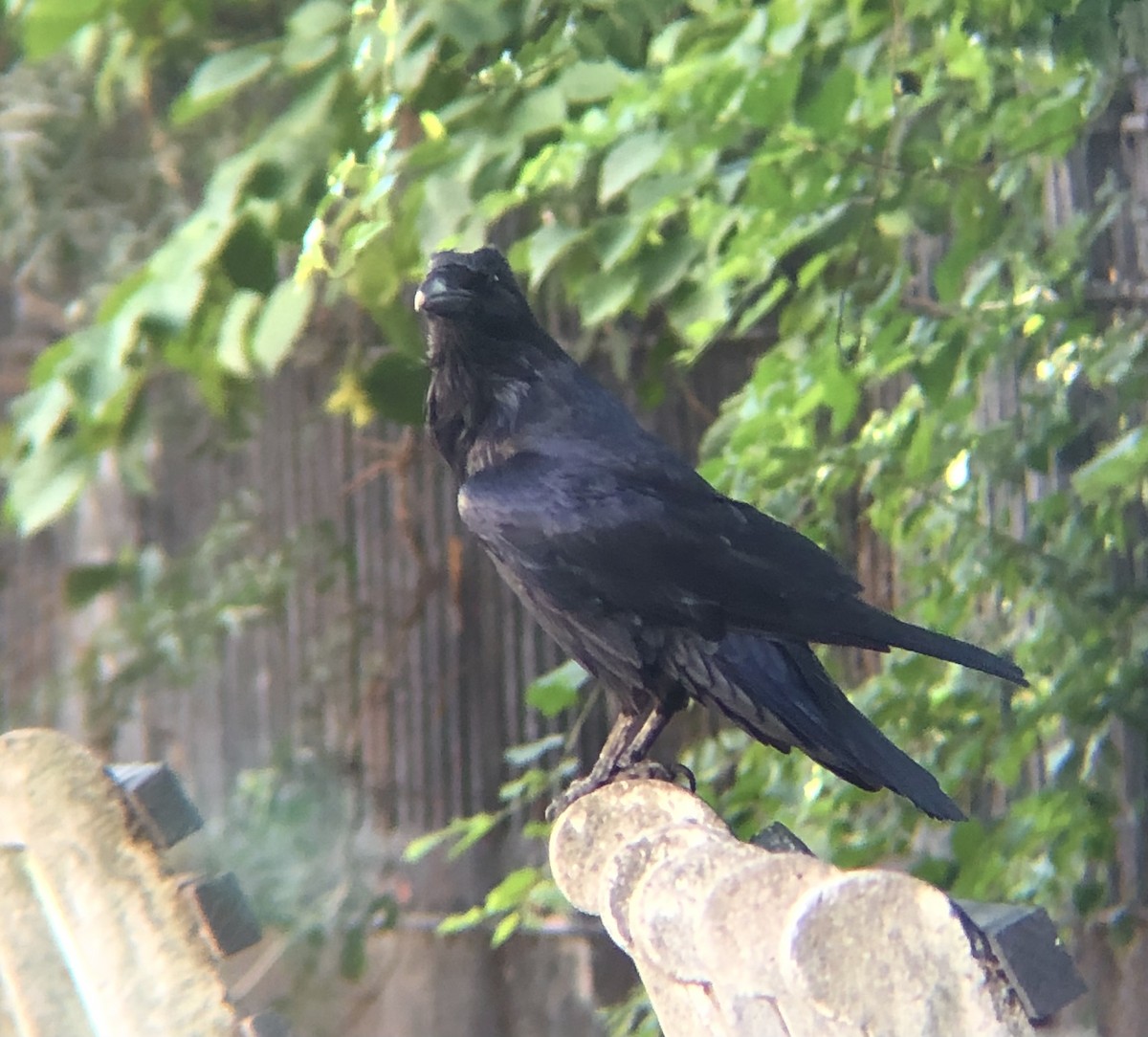 Common Raven - ML622823938