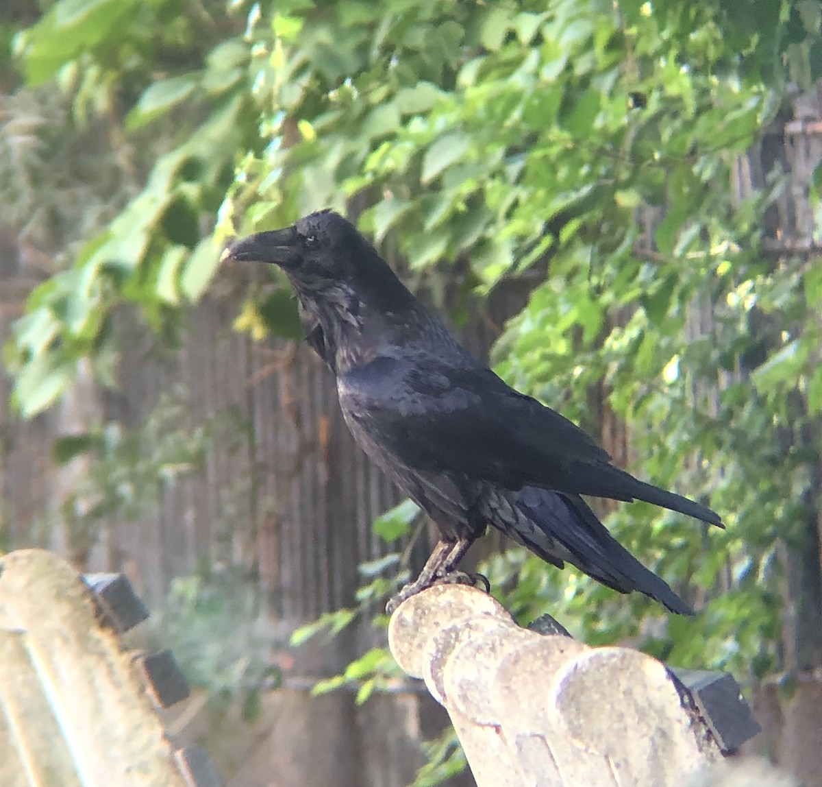 Common Raven - ML622823939